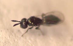Eulophidae