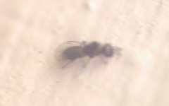 Eulophidae