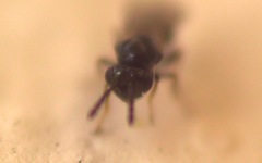 Chalcidoidea