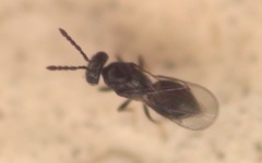 Chalcidoidea