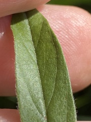 Orbexilum psoralioides