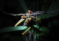 Thrasyderes leprosus