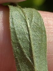 Orbexilum psoralioides