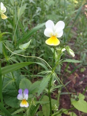 Viola × contempta