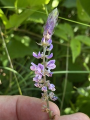 Orbexilum psoralioides