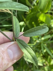 Orbexilum psoralioides