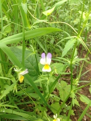 Viola × contempta