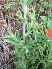 Castilleja martini martini