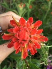 Castilleja martini martini