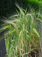 Hordeum distichon