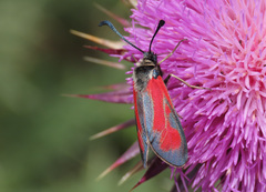 Zygaena punctum
