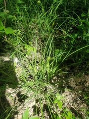 Carex squarrosa