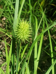Carex squarrosa