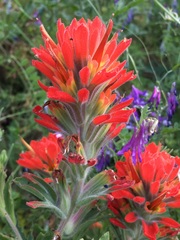 Castilleja martini martini