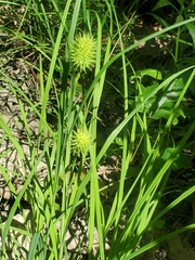 Carex squarrosa