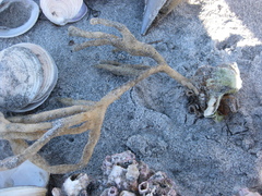 Callyspongia