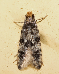 Tineidae clade b
