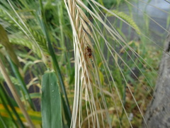 Hordeum distichon