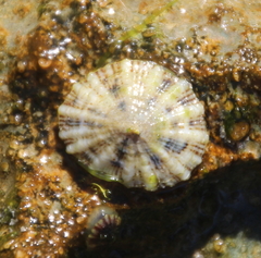 Siphonaria