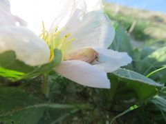 Schinia felicitata