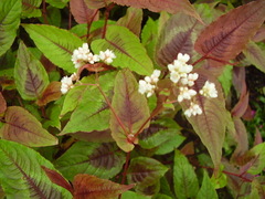 Persicaria microcephala