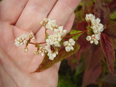 Persicaria microcephala