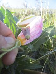 Schinia felicitata