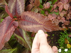 Persicaria microcephala