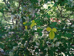 Genista patens