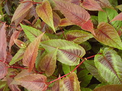 Persicaria microcephala