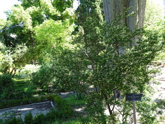 Genista patens