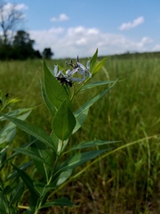 Amsonia illustris