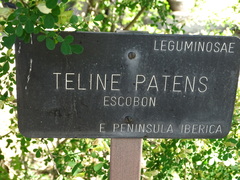 Genista patens