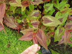 Persicaria microcephala
