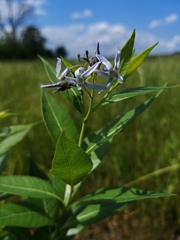Amsonia illustris