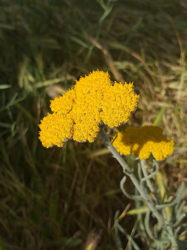 Achillea coarctata, photograph 3