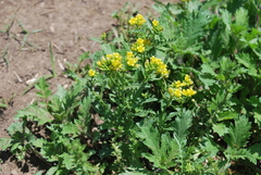Rorippa sinuata
