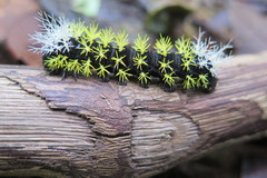 Leucanella saturata
