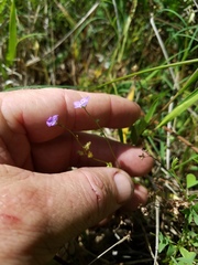 Phacelia glabra