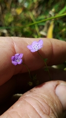 Phacelia glabra