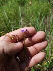 Phacelia glabra