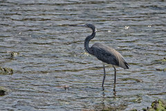 Egretta tricolor