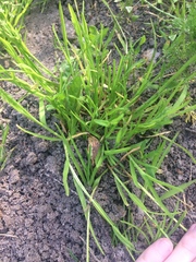 Poa annua
