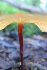 Marasmius cladophyllus