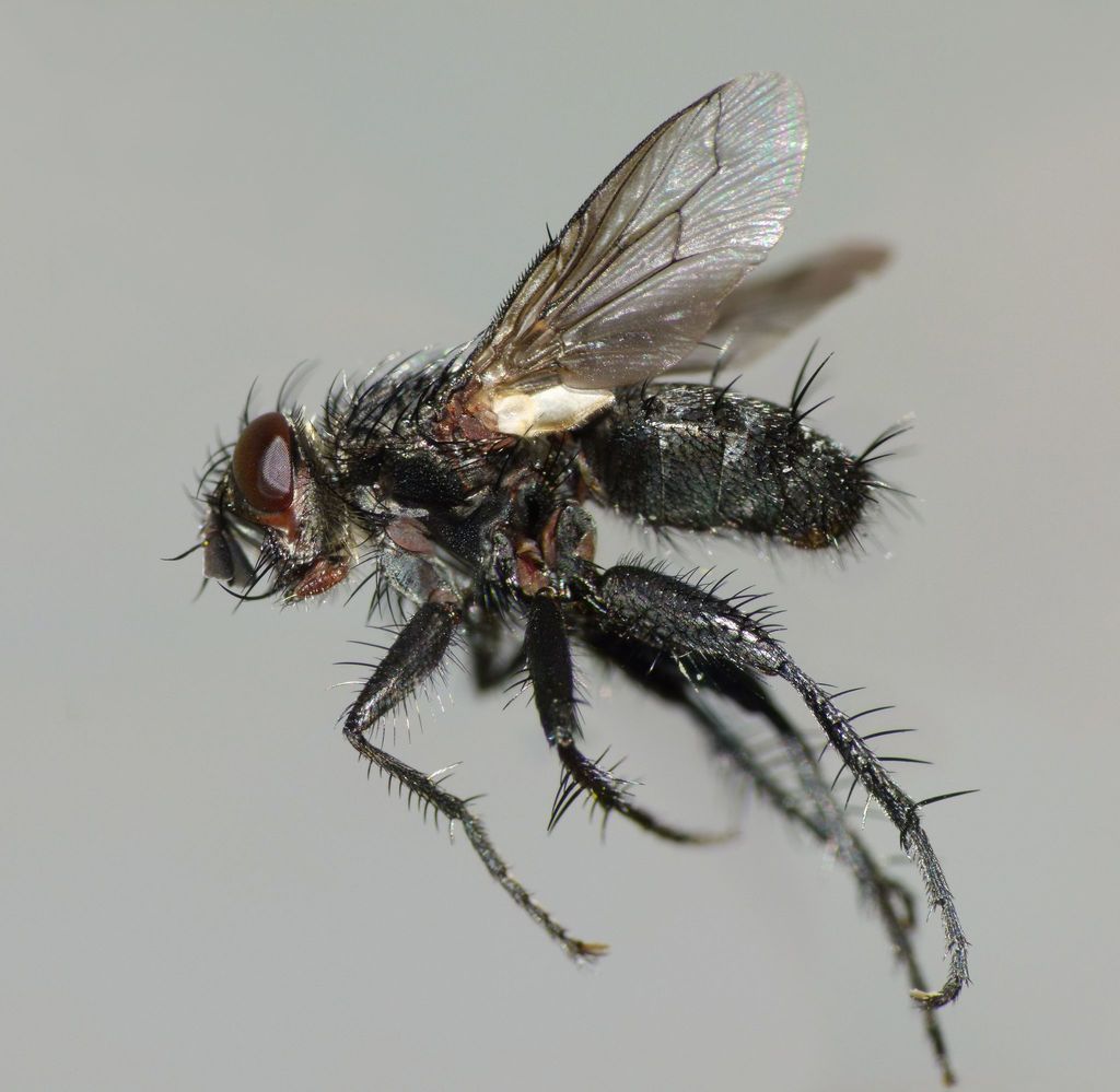 Plagiomyia