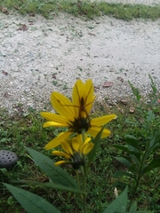 Pisaurina