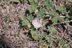 Malvella leprosa