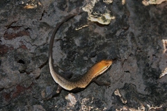 Eutropis macularia