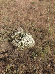 Leptosiphon floribundus