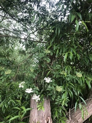 Sambucus nigra